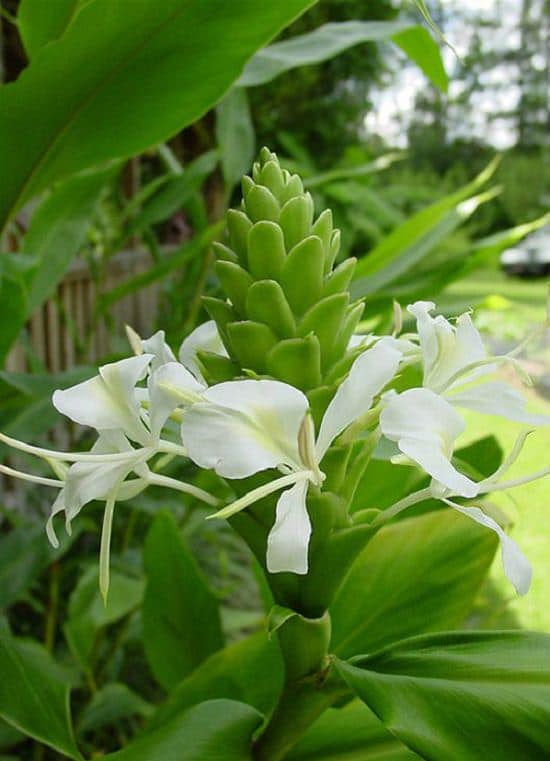 18 Types Of Ginger Plants Best Ginger Varieties Balcony Garden Web