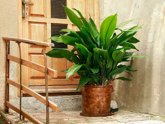 Cast Iron Plant that Don't Need Water Before a Month