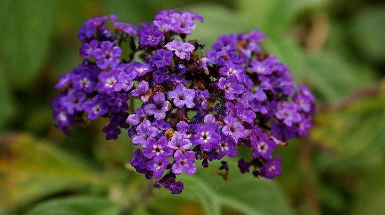 Vanilla scented plants