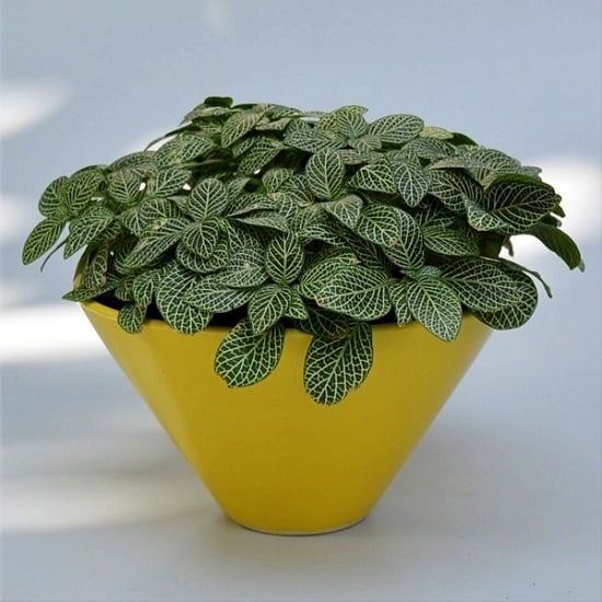 Low Light Indoor Plants Safe for Cats and Dogs - Fittonia with yellow pot