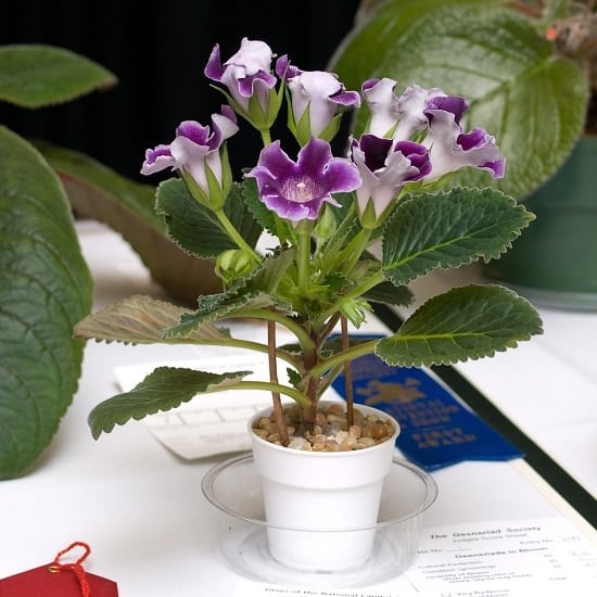 Gloxinia with white pot