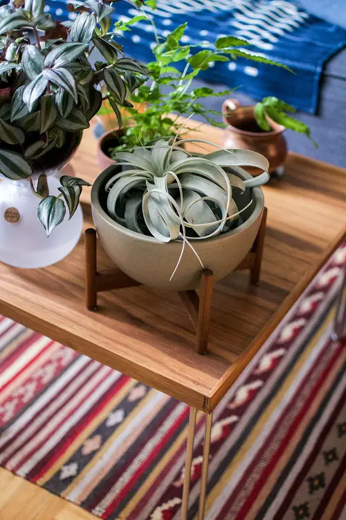 plants for Coffee Table 2