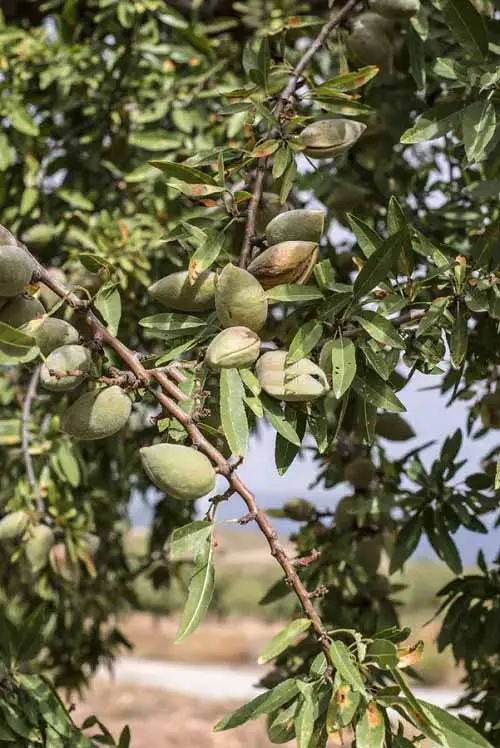 Where Do Almonds Come From