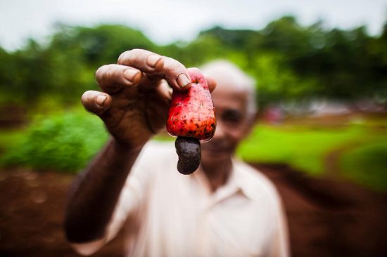 How To Grow Cashews?