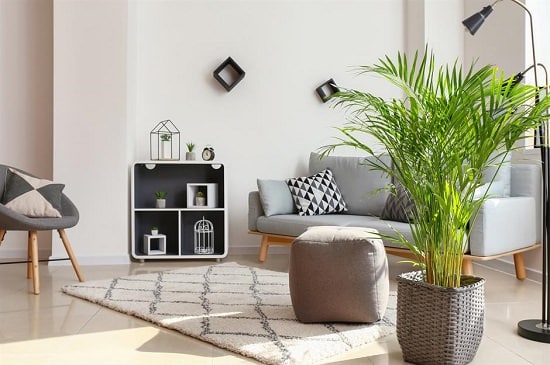 Types of Indoor Palm Plants