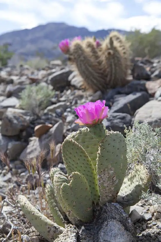 Small Cactus Types