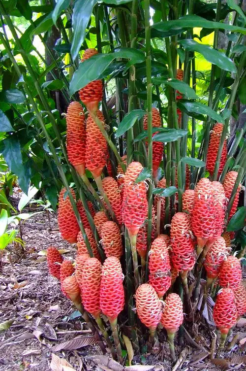 best Types of Ginger Plants 