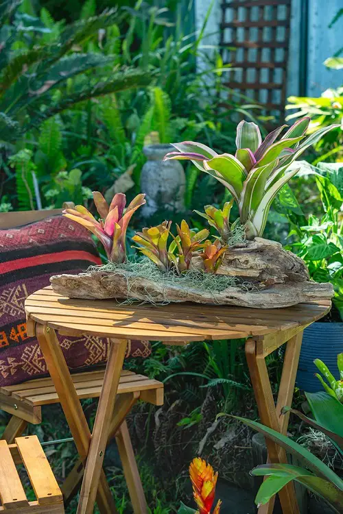 bromeliad plant for Coffee Table 8