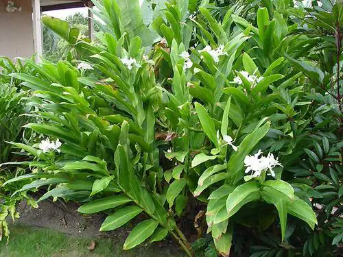 best Types of Ginger Plants  to grow