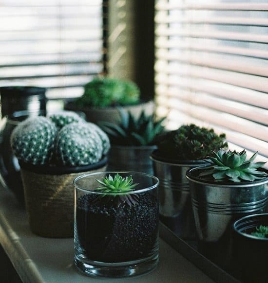 How Much Sunlight Succulents Need?