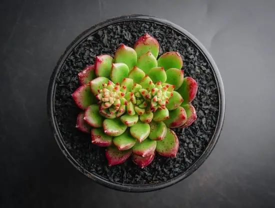 Succulent Plants Care in Shade!