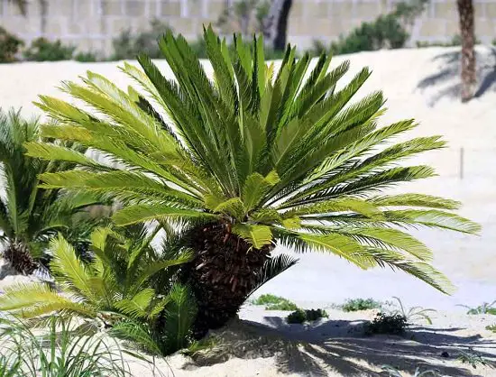 Caring for Sago Palm Plant