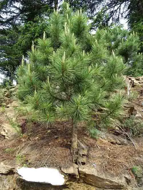 How To Grow Pine Nuts