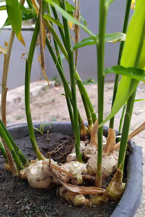 Types of Ginger Plants