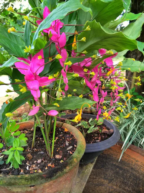 best Ginger plant types that can be grown