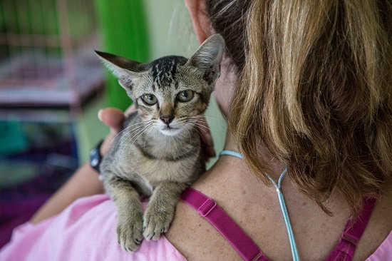 Is Frankincense Safe for Cats?