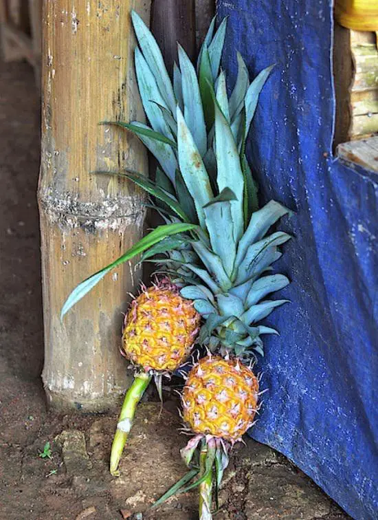 Pineapple Plant Care