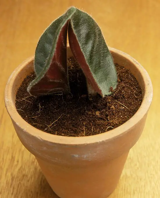 Growing African Violet and taking the right care