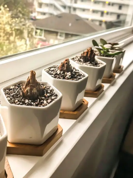 How to Grow Sago Palm Pups