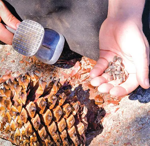 How to Harvest Pine Nuts