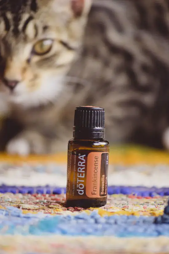 How to Give Frankincense to Cats?
