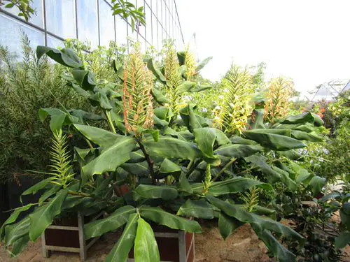 beautiful Ginger Plant Types to Grow