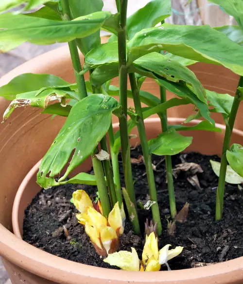 beautiful Types of Ginger Plants