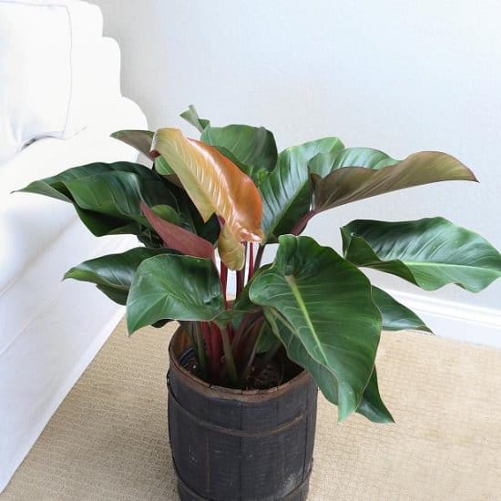 Philodendron Plant Care