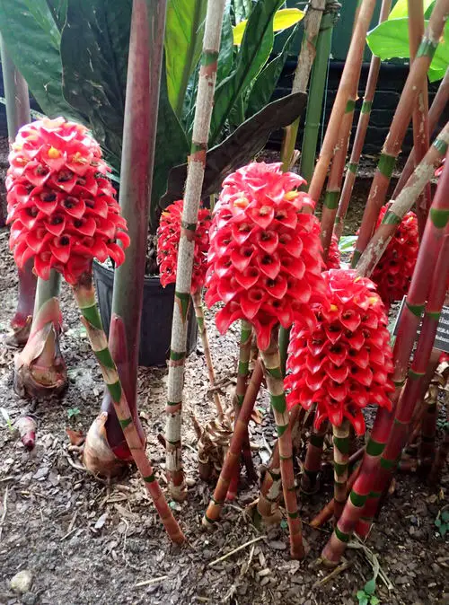 Ginger plant varieties that can be grown