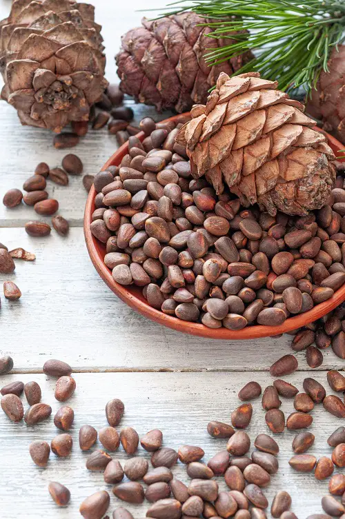 Where Do Pine Nuts Come From