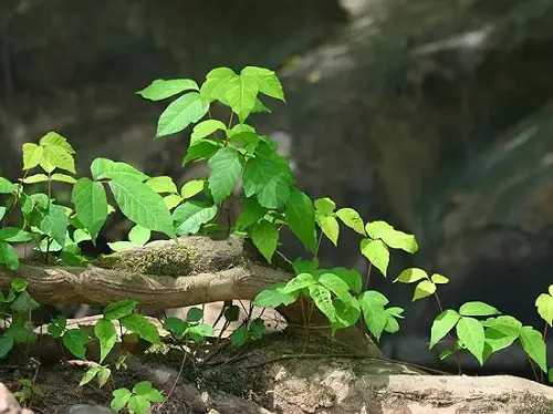 Does Poison Ivy has Flowers