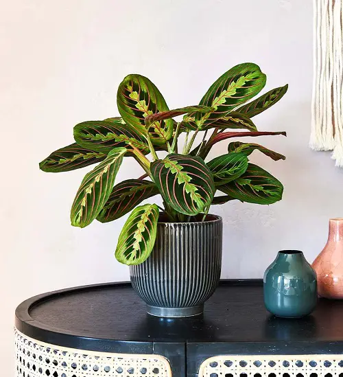 prayer plant on a Coffee Table 19