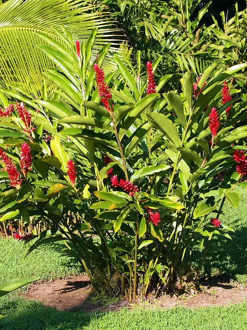 best Ginger plant types that can be grown
