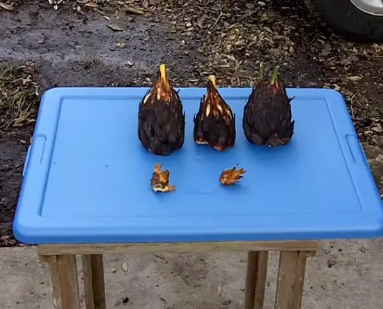 Removing Sago Palm Pups