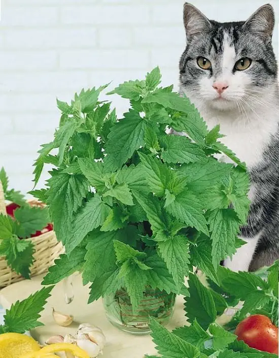 Growing Catnip Indoors
