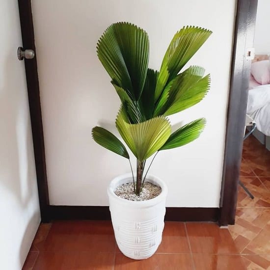 17 Types of Indoor Palm Plants | Best Palm Varieties