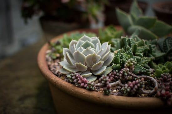 Can Succulents Grow in Sand
