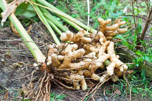 beautiful Ginger plant varieties that can be grown