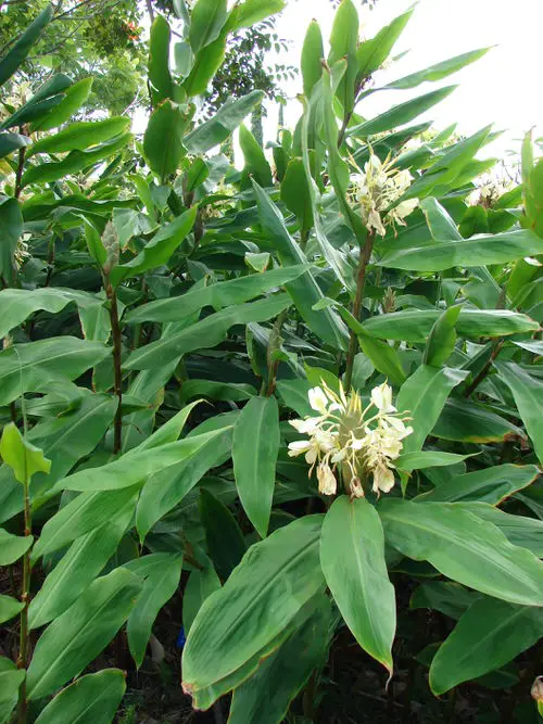 Amazing Ginger plant types that can be grown