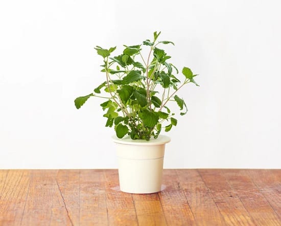 Growing Catnip Indoors Year Round | Catnip Plant Care