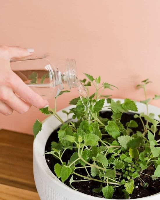 Requirements For Growing Catnips Indoors
