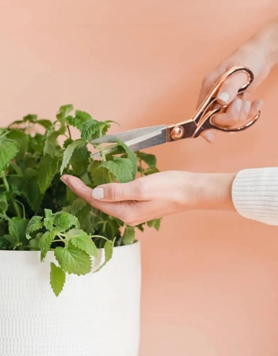 propagating catnip