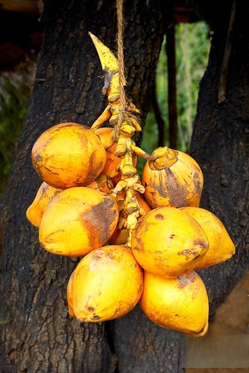 Is Coconut a Fruit