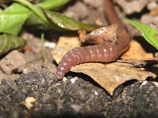 What Do Earthworms Eat