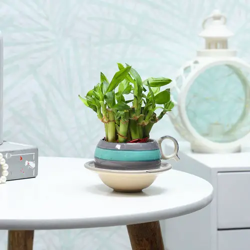 lucky bamboo plant 15
