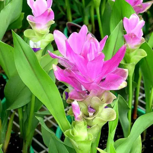 best Ginger Plant Types to Grow