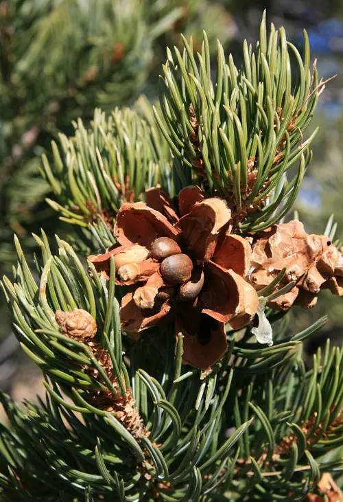Where Do Pine Nuts Come From