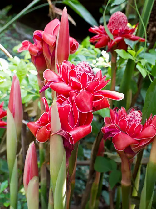 Ginger Plant Types to Grow