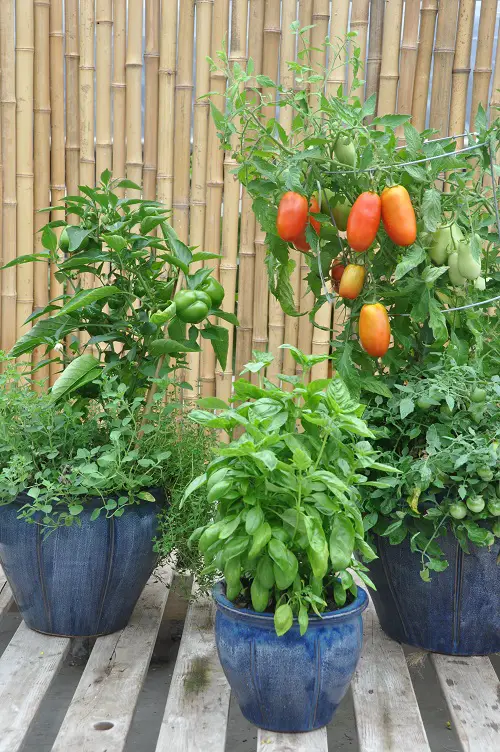 Best Container Size for Growing Roma Tomatoes