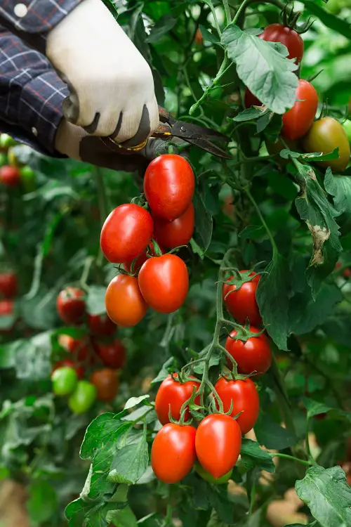 Harvesting Roma Tomato